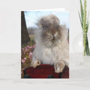 Lionhead Bunny in Sleigh, Kerstmis Feestdagen Kaart