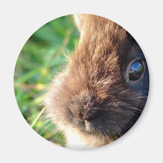 Lionhead Bunny Magneet (Voorkant)