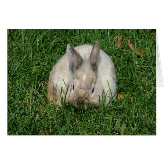 Lionhead Bunny Toutes les Occasions (Devant horizontal)