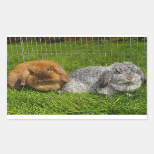 Lionhead Holland Mini Lop Bunny Rabbit Rechthoekige Sticker