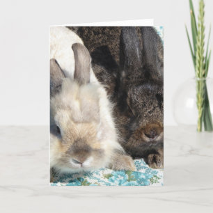Lionhead konijnen kaart