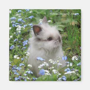 Lionhead Rabbit Magnet Magneet