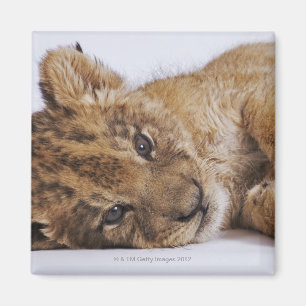 Lionkrab (Panthera leo) aan de zijkant, close-up Magneet