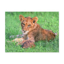 Lionkuil en schildpad