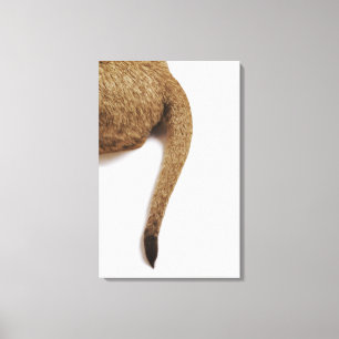 Lionkuil (Panthera leo) tegen wit 2 Canvas Afdruk