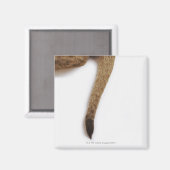 Lionkuil (Panthera leo) tegen wit Magneet (Voorkant / Achterkant)