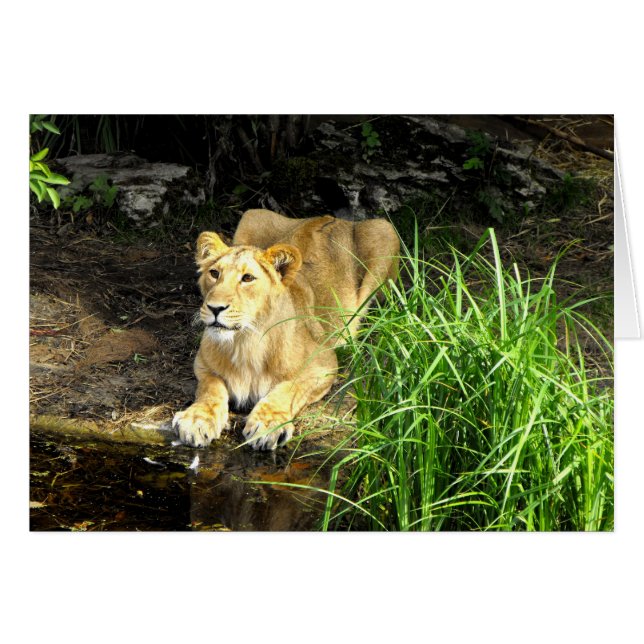 Lionne asiatique (Devant horizontal)