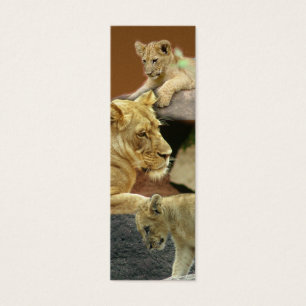 Lionne et signet de CUB mini/