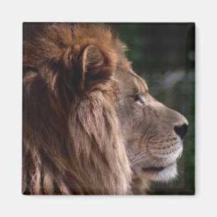 Lionprofiel Magneet