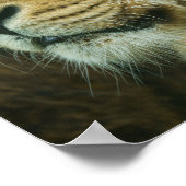 Lionprofiel Sluiten Poster (Hoek)