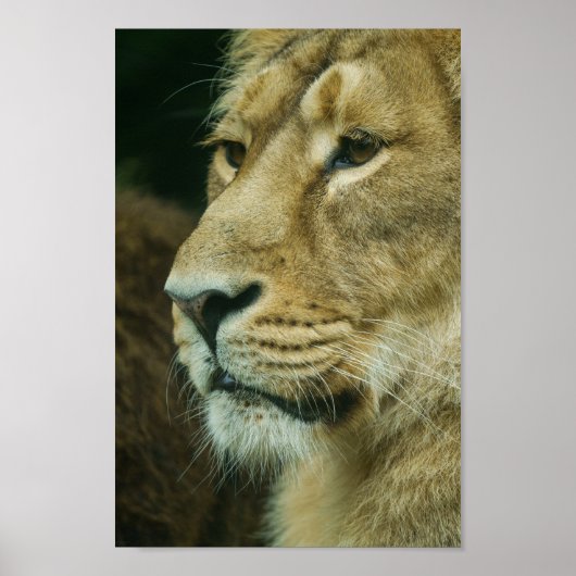 Lionprofiel Sluiten Poster (Voorkant)