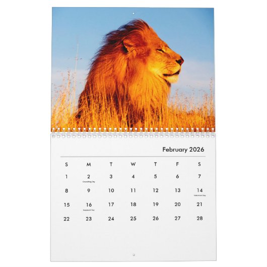 Lions [1] Calendrier mural (Feb 2026)