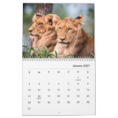 Lions [2] Calendrier mural (Jan 2027)
