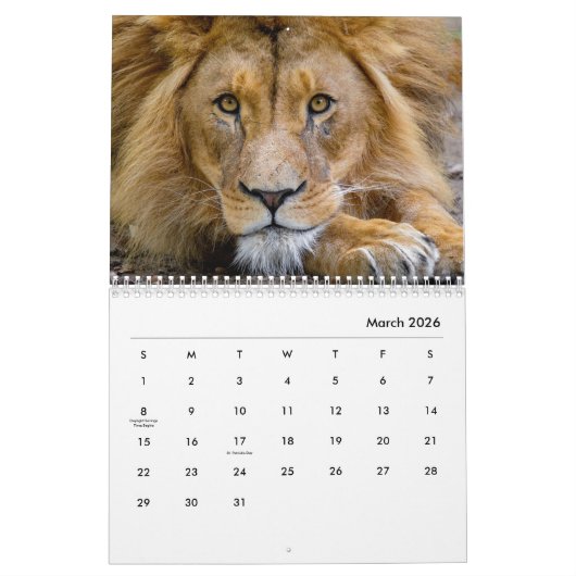 Lions [2] Calendrier mural (Mar 2026)