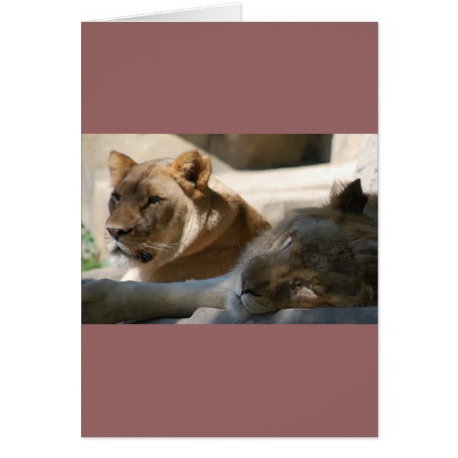 Lions africaines (Devant)