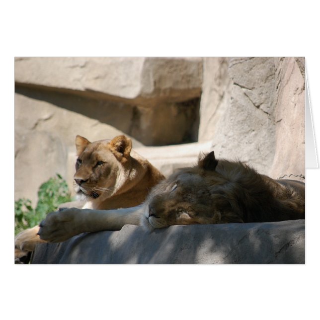 Lions africaines (Devant horizontal)