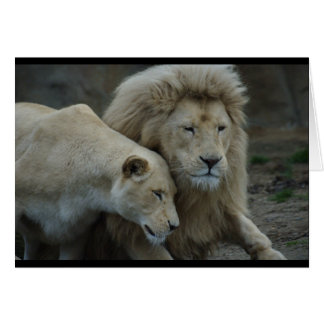 Lions blanches