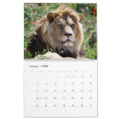 Lions Calendrier (Jan 2026)