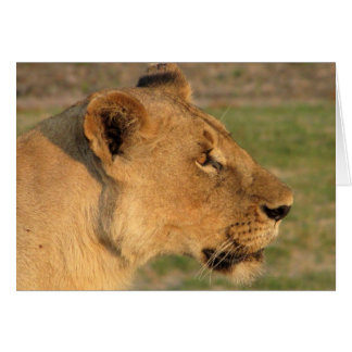 Lions Club, lionne intense (Katavi, la Tanzanie)