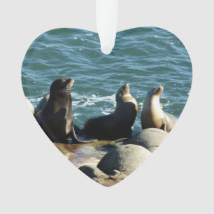 Lions de la mer de San Diego