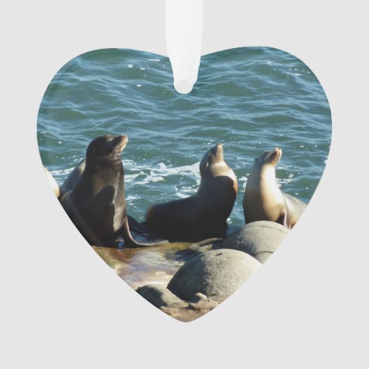 Lions de la mer de San Diego (devant)