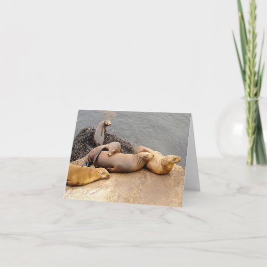 Lions de la mer des bébés (Devant)