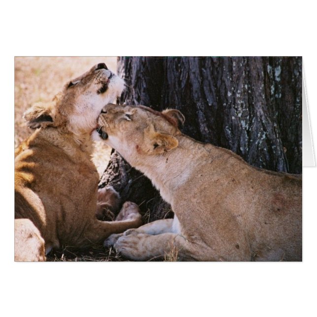 Lions du Serengeti (Devant horizontal)