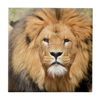 Lions Head Tegeltje