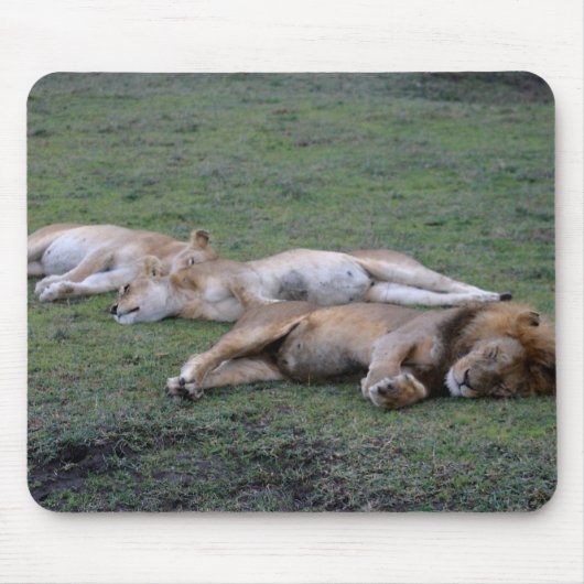Lions Napping - Mousepad Muismat (Voorkant)