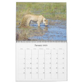LIONS - TOUS LES LIONS CALENDRIER (Jan 2026)