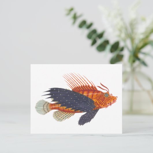 Lionvis - Pterois - Lion Fish Antiek Engraving Briefkaart (Staand voorkant)