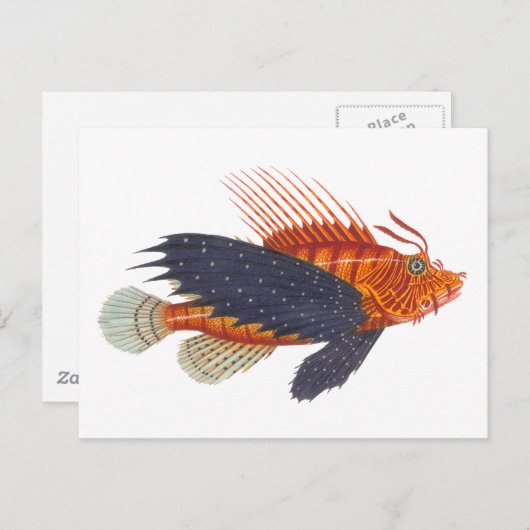 Lionvis - Pterois - Lion Fish Antiek Engraving Briefkaart (Voorkant / Achterkant)