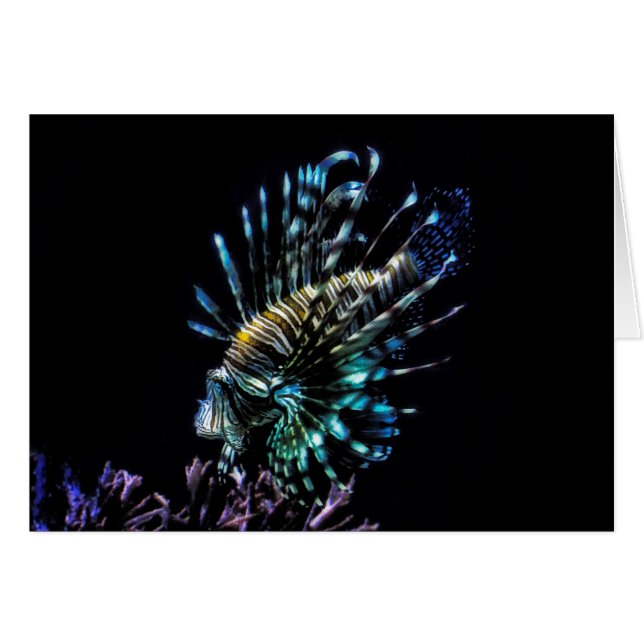 Lionviszwemmen (Voorkant Horizontaal)