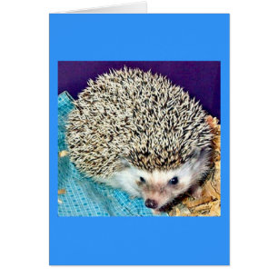 Lioti de egel