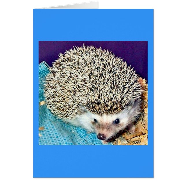 Lioti de egel (Voorkant)