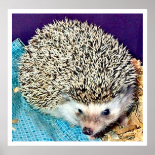 Lioti de egel poster