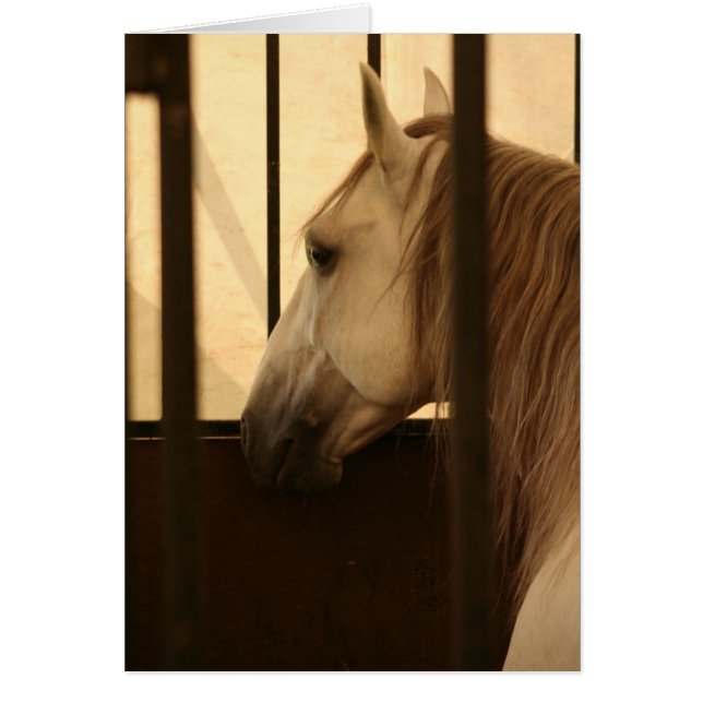 Lipizzan na het Show (Voorkant)