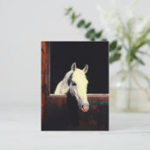 Lipizzaner Horse Briefkaart (Staand voorkant)