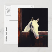 Lipizzaner Horse Briefkaart (Voorkant / Achterkant)