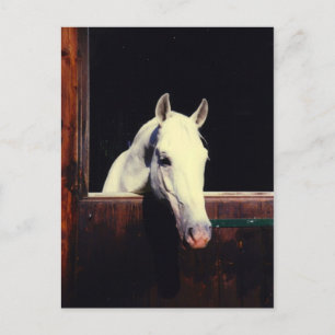 Lipizzaner Horse Briefkaart