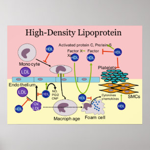 Lipoproteïne HDL Diagram met hoge dichtheid Poster