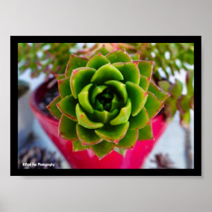 Lipstick Echeveria Vetplant Poster