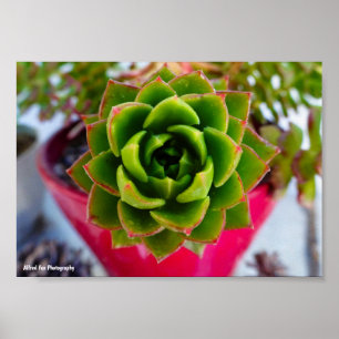 Lipstick Echeveria Vetplant Poster