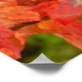 Liquidambar Leaves Poster (Hoek)