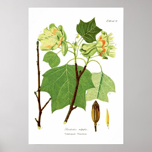 Liriodendron tulipifera poster (Voorkant)
