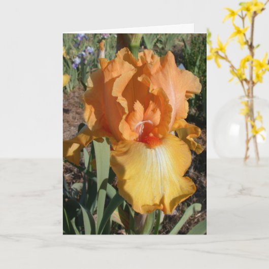 L'iris obtiennent la carte bonne (Fleur jaune)