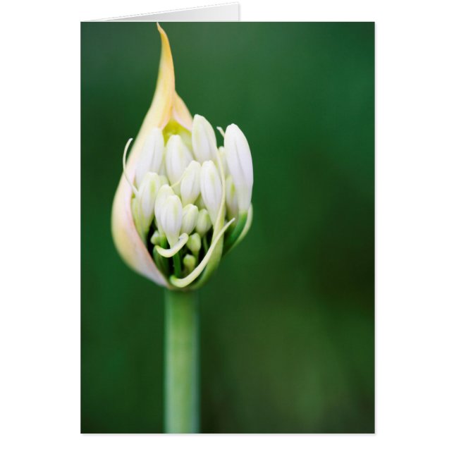 Lis d'Afrique, Agapanthus Praecox, Cape Town (Devant)