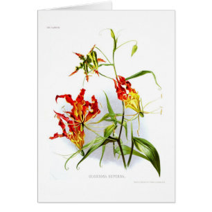 Lis de flamme (superba de Gloriosa)