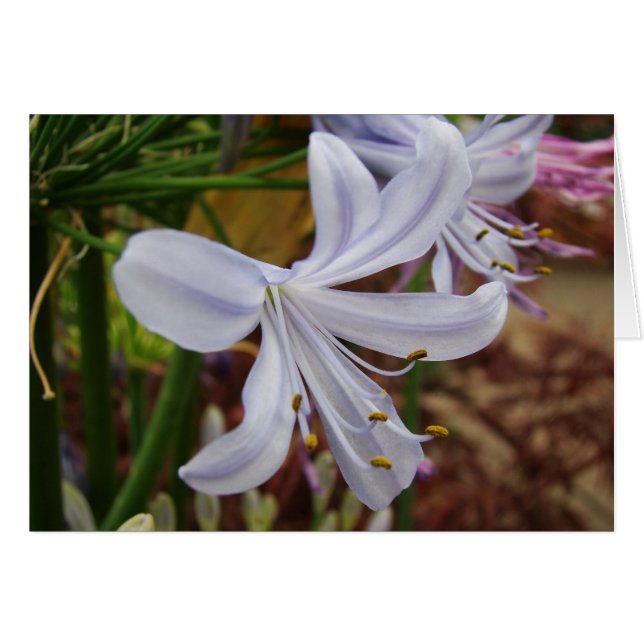 Lis du Nil (Devant horizontal)