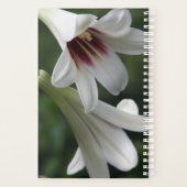 Lis floraux de lys géants de l'Himalaya (Dos)